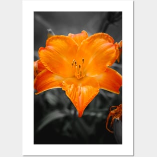 Orange Lily Flower Photograph Posters and Art